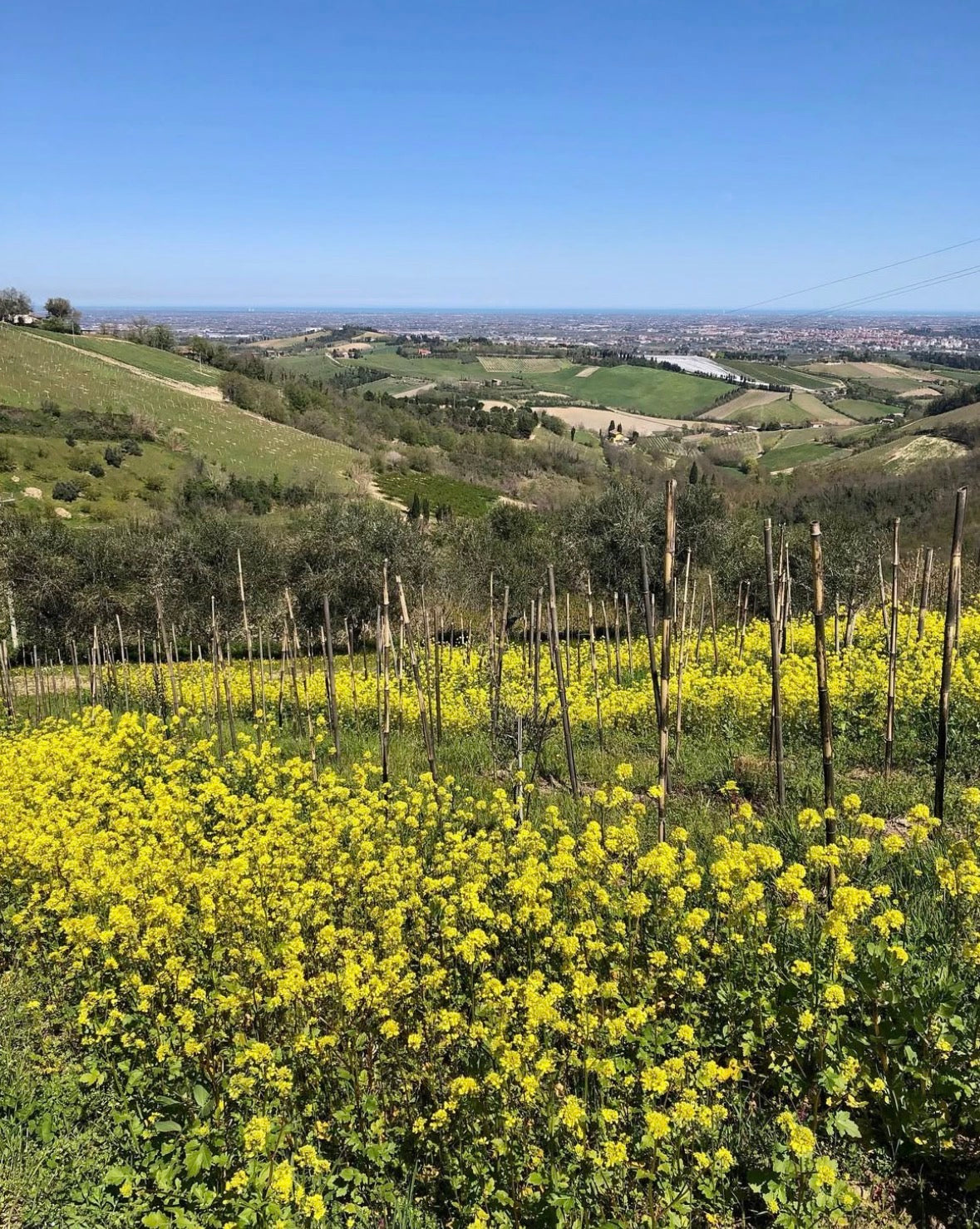 WINE TOUR — 23 Novembre, La Via del Colle, Bertinoro (FC)