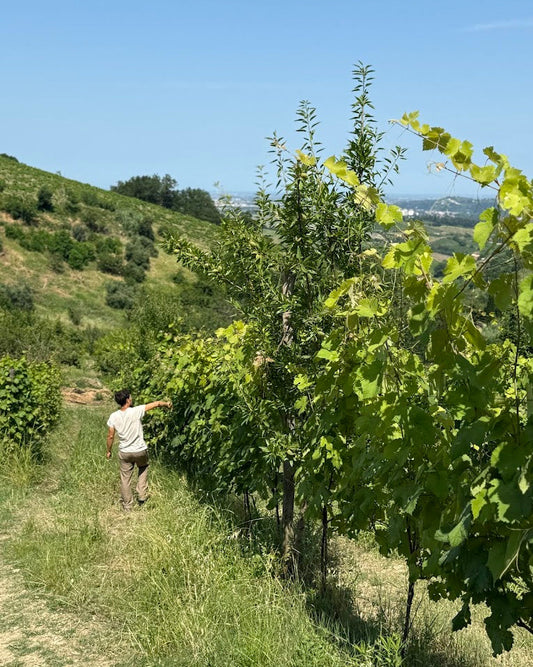WINE TOUR — 23 Novembre, La Via del Colle, Bertinoro (FC)
