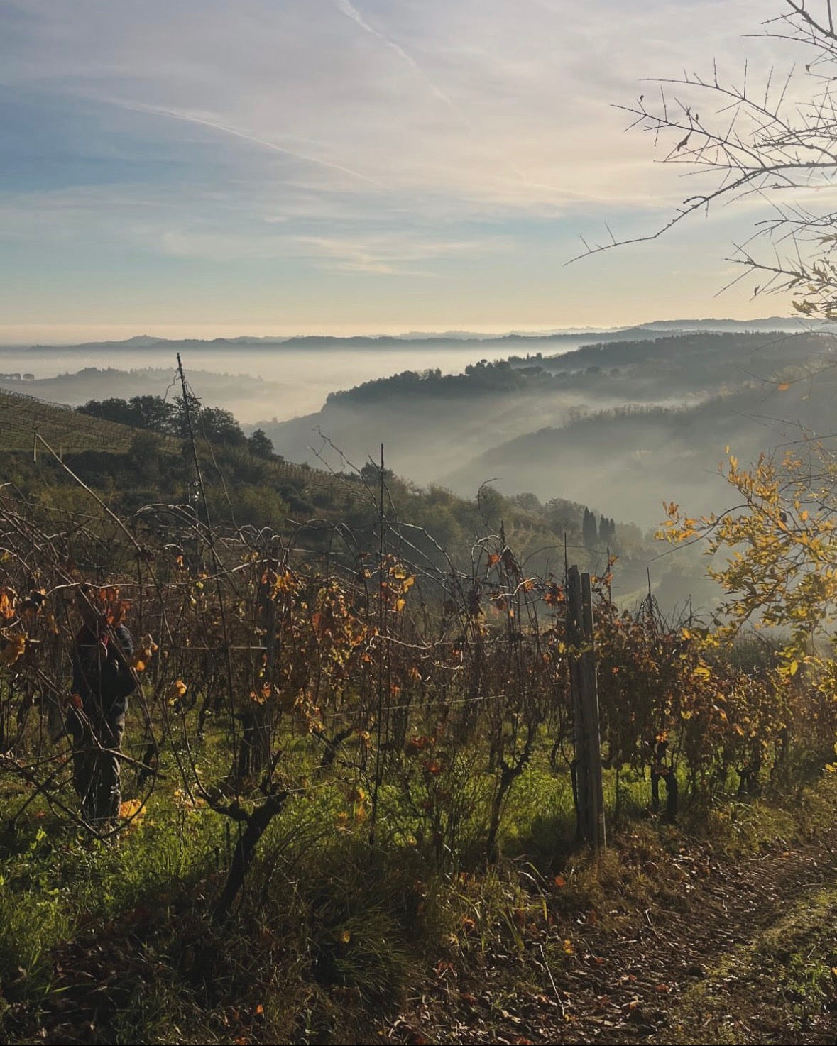 WINE TOUR — 23 Novembre, La Via del Colle, Bertinoro (FC)